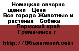 Немецкая овчарка щенки › Цена ­ 20 000 - Все города Животные и растения » Собаки   . Пермский край,Гремячинск г.